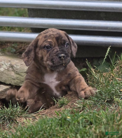 Cane Corso dogs for sale - Ad 4