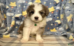 Sheepadoodle dogs for sale: Winston - Image 4