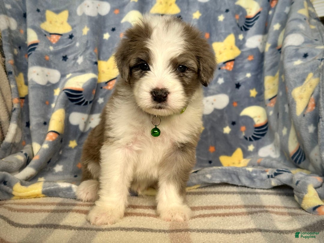 Sheepadoodle dogs for sale: Winston - Image 4