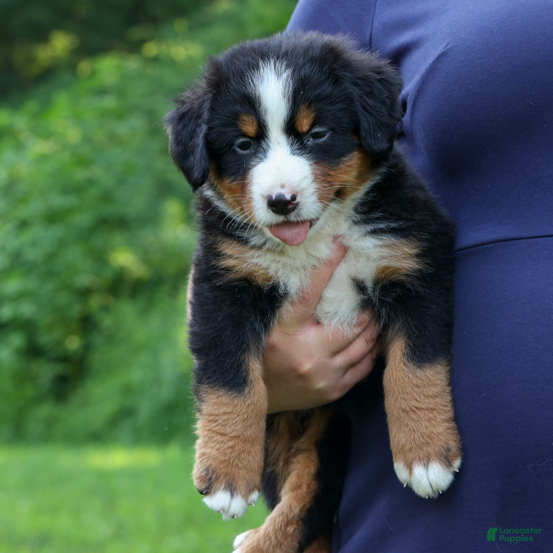 Bernese Mountain Dog dogs for sale: Sweetheart - Image 13