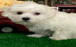 Coton De Tulear dogs for sale: Clyde - Image 6
