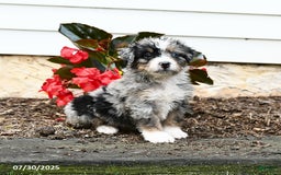 Mini Bernedoodle dogs for sale: Chili - Image 5