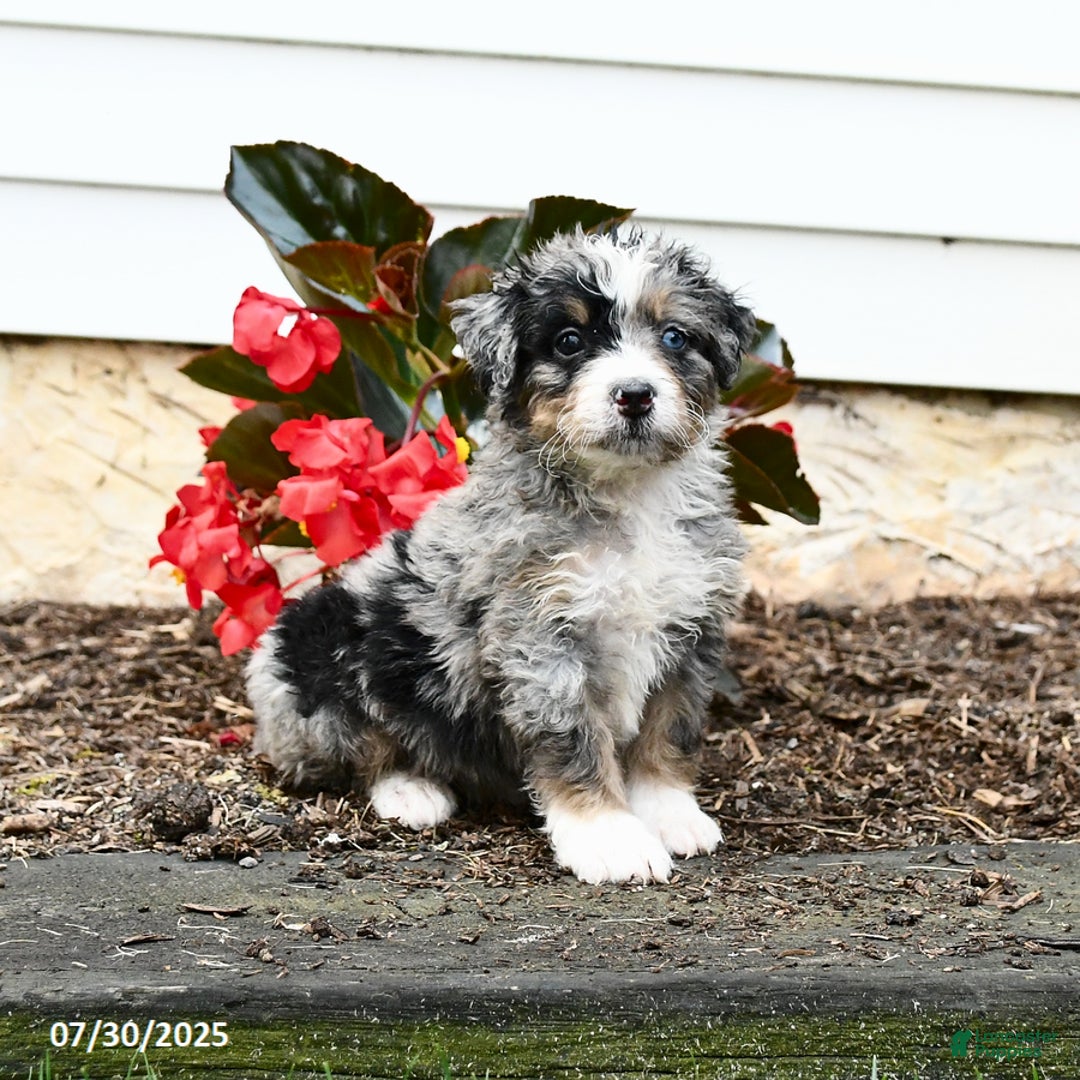 Mini Bernedoodle dogs for sale: Chili - Image 5