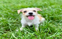 Yorkshire Terrier dogs for sale: Thelma - Image 10