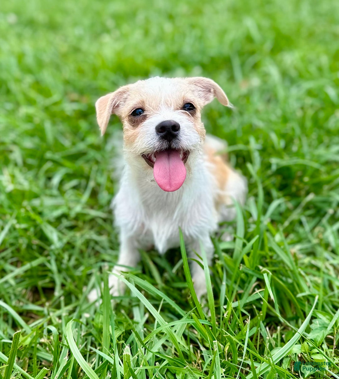 Yorkshire Terrier dogs for sale: Thelma - Image 10