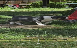 Olde English Bulldogge dogs for sale: Penny - Image 3