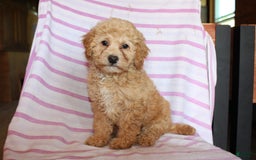 Cockapoo dogs for sale: Sunflower - Image 2