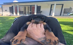 Doberman Pinscher dogs for sale: Lulu - Image 1