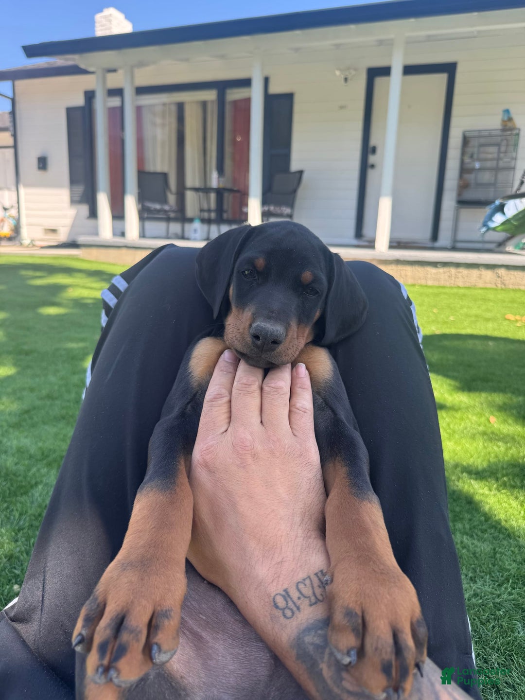 Doberman Pinscher dogs for sale: Lulu - Image 1