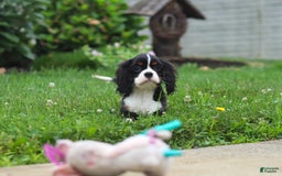Cavalier King Charles Spaniel dogs for sale: Victor - Image 4