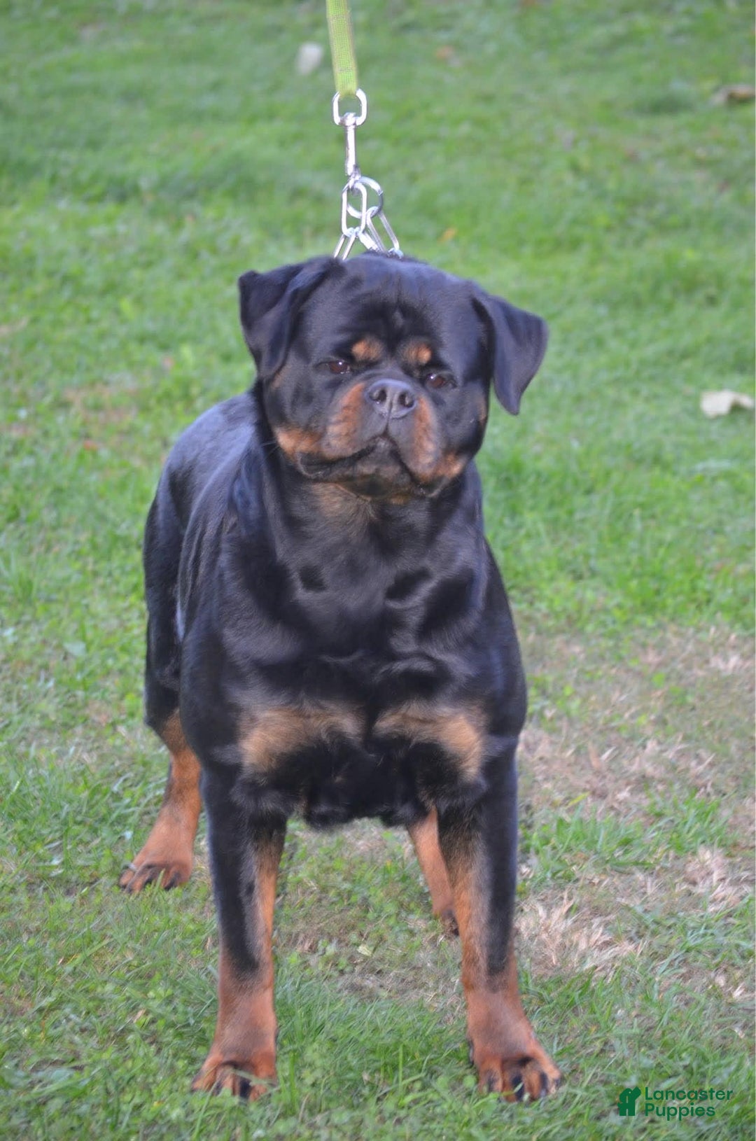 Rottweiler dogs for sale: Vince - Image 5