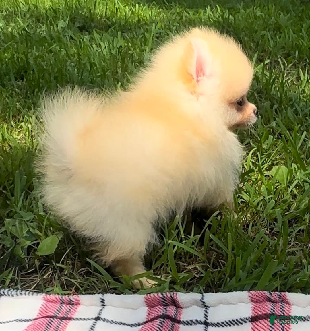 Pomeranian dogs for sale: Finn - Image 4