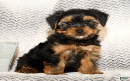 Yorkshire Terrier dogs for sale: Cody - Image 3