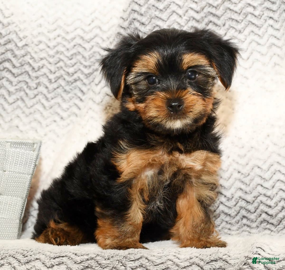 Yorkshire Terrier dogs for sale: Cody - Image 3
