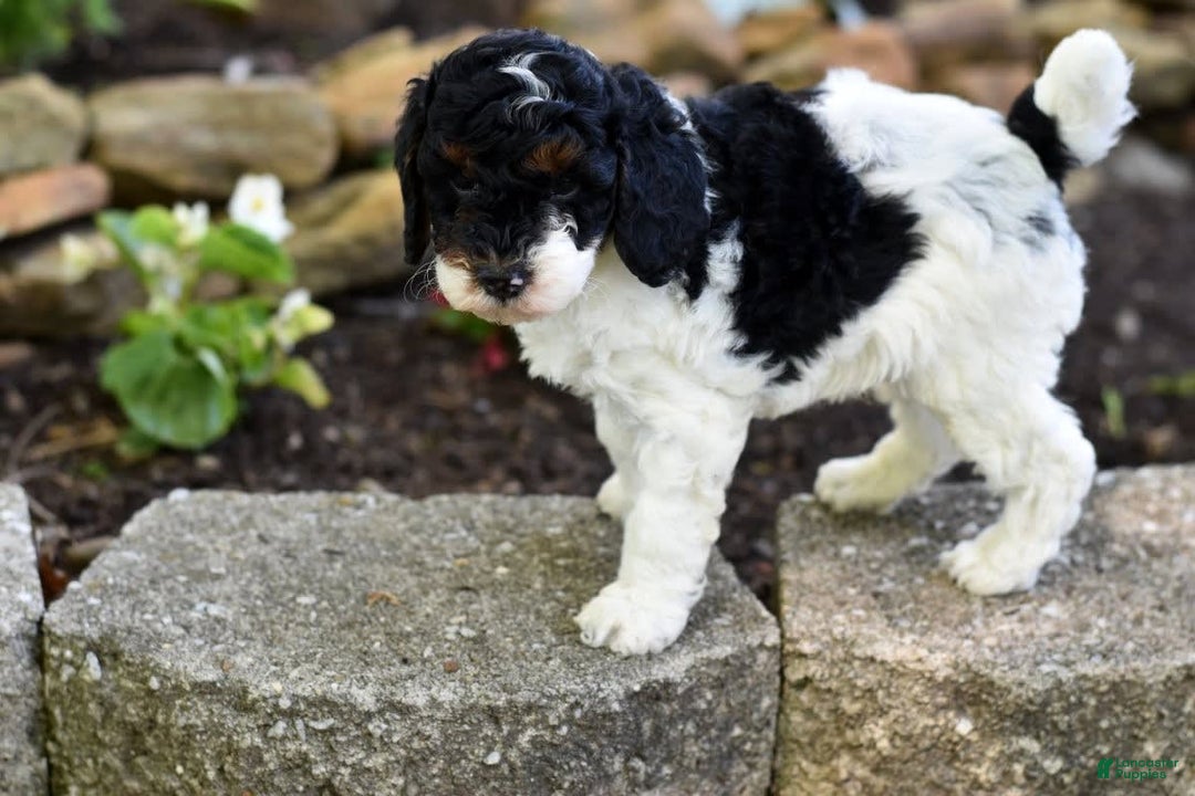 Miniature Poodle dogs for sale: Amos - Image 9