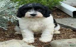 Cavapoo dogs for sale: Callie - Image 1