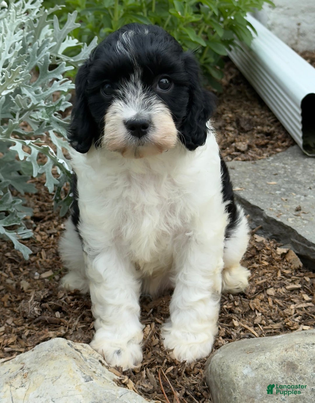 Cavapoo dogs for sale: Callie - Image 1