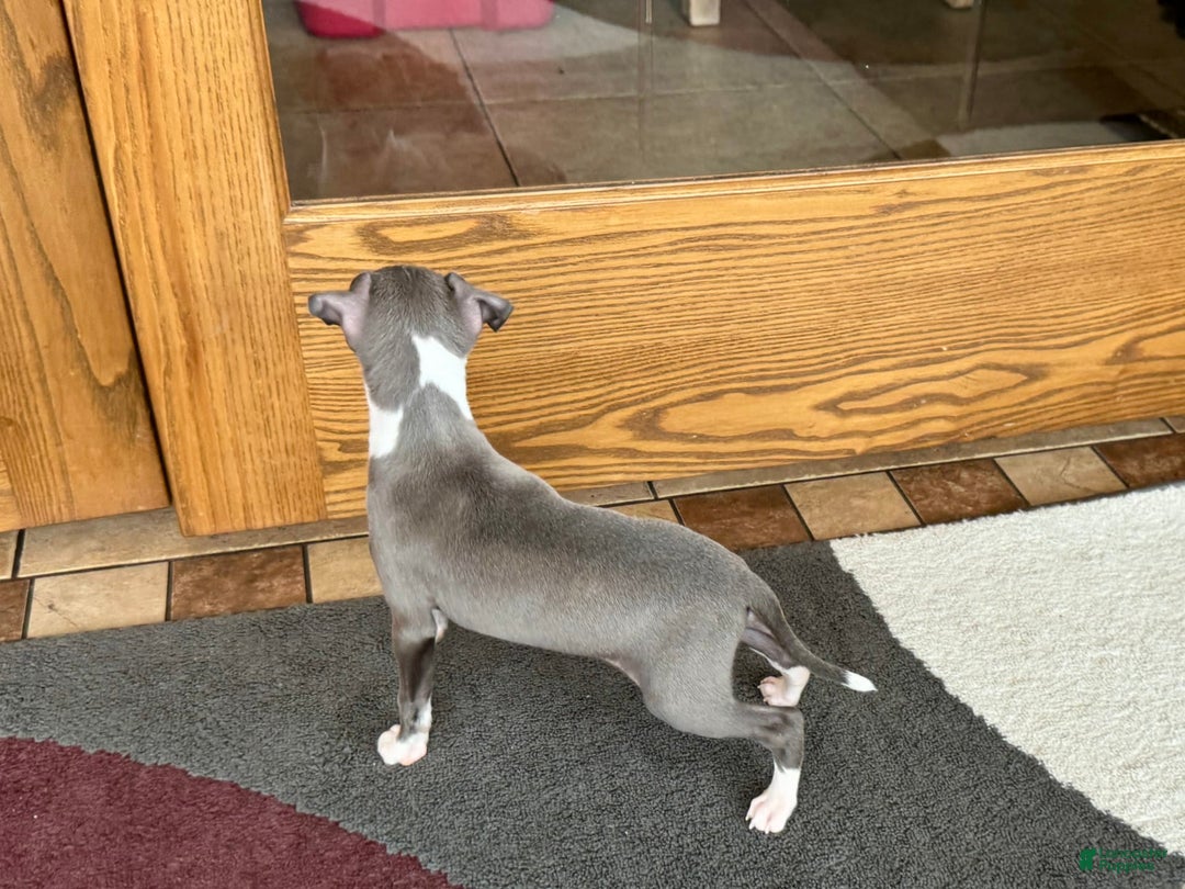 Italian Greyhound dogs for sale: Lila - Image 10
