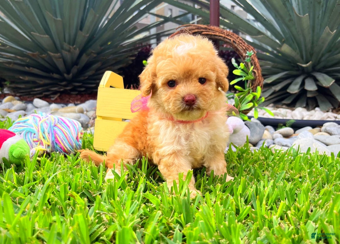 Toy Poodle dogs for sale: Juliet - Image 4