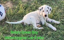 Dalmatian dogs for sale: Belles Green Homozygous Lua Boy - Image 10
