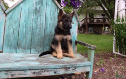 German Shepherd dogs for sale: Bella - Image 8