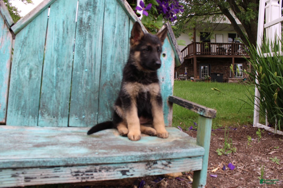 German Shepherd dogs for sale: Bella - Image 8