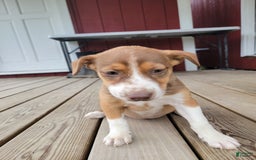Australian Cattle Dog dogs for sale: Astrin - Image 2