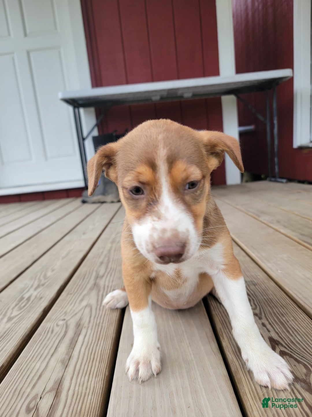 Australian Cattle Dog dogs for sale: Astrin - Image 2