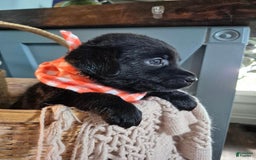Labrador Retriever dogs for sale: Michael Scott - Image 1