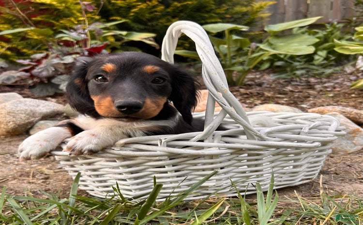 Miniature Dachshund dogs for sale - Ad 2