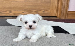 Coton De Tulear dogs for sale: Nadine - Image 2