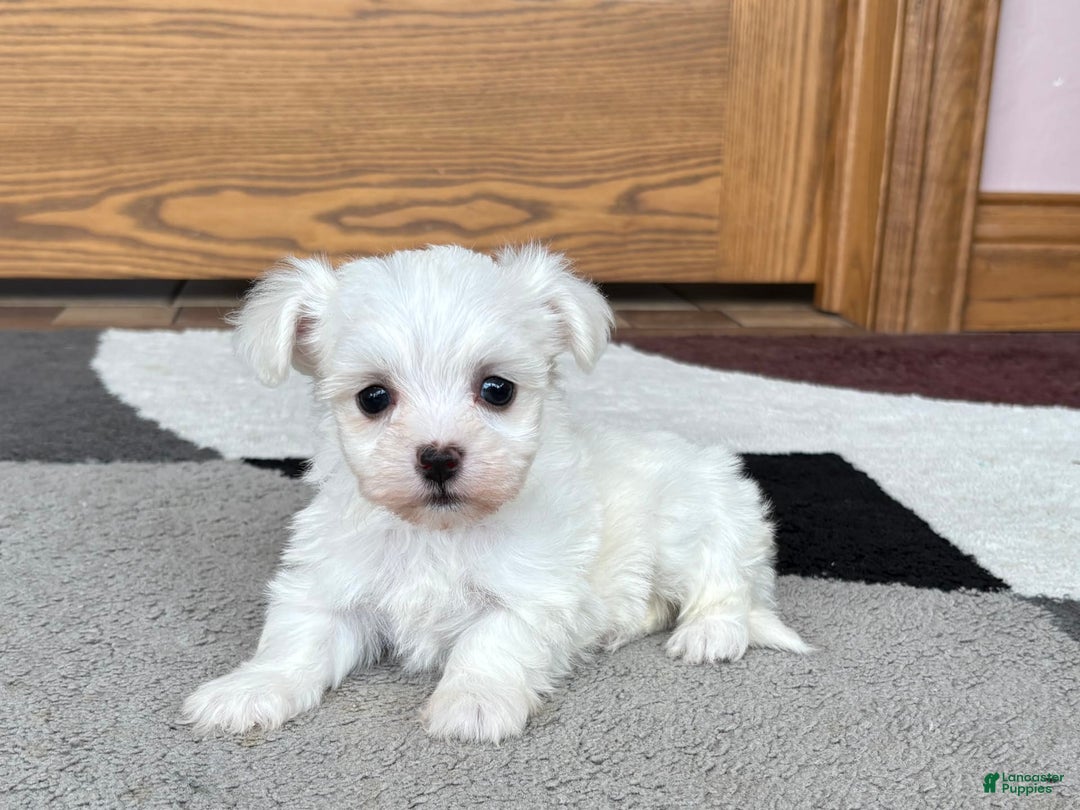 Coton De Tulear dogs for sale: Nadine - Image 2