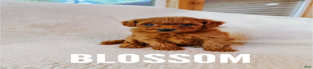 Blossom