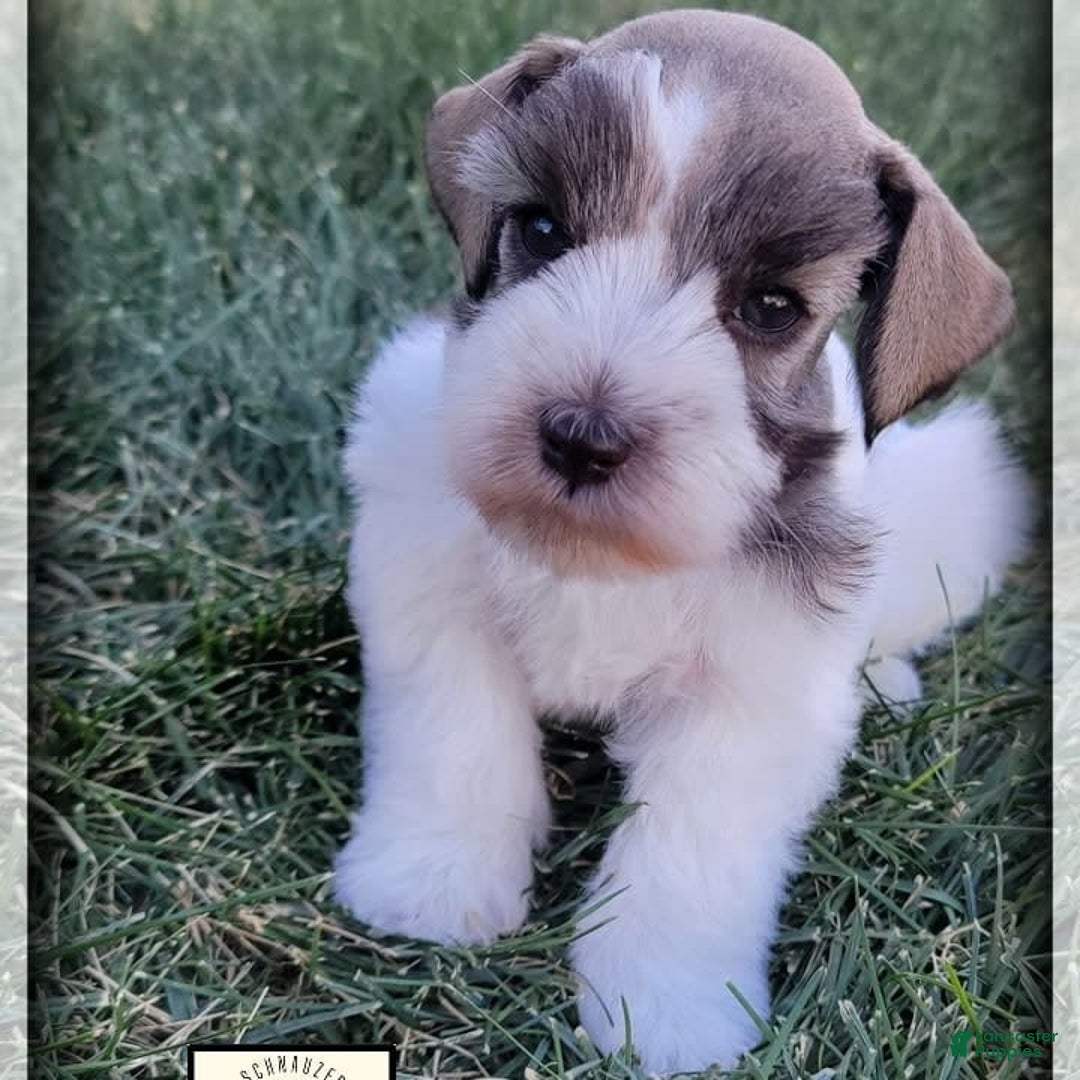Miniature Schnauzer dogs for sale: Otis - Image 8