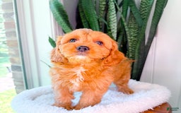 Cavapoo dogs for sale: Ivory - Image 8