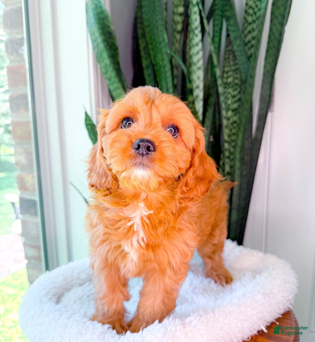Cavapoo dogs for sale: Ivory - Image 8