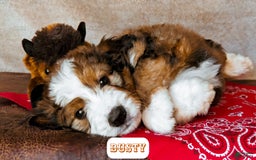 Bernedoodle dogs for sale: Dusty - Image 16