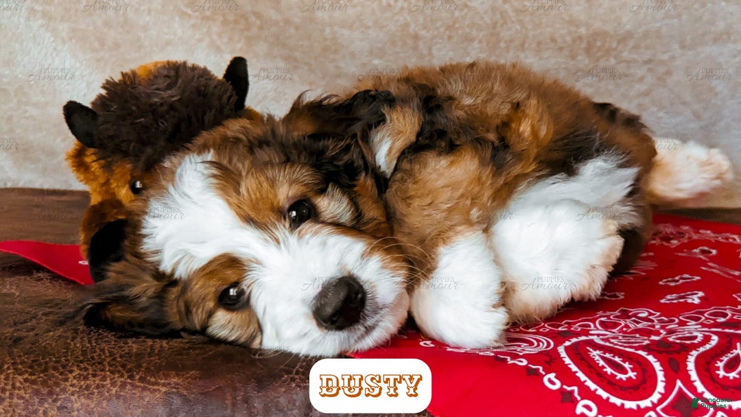 Bernedoodle dogs for sale: Dusty - Image 16