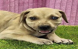 Catahoula Leopard Dog dogs for sale: Duchess 2025 Female 2 - Image 11