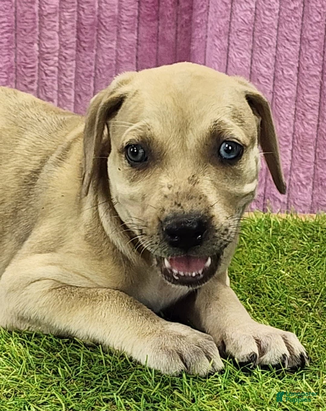 Catahoula Leopard Dog dogs for sale: Duchess 2025 Female 2 - Image 11