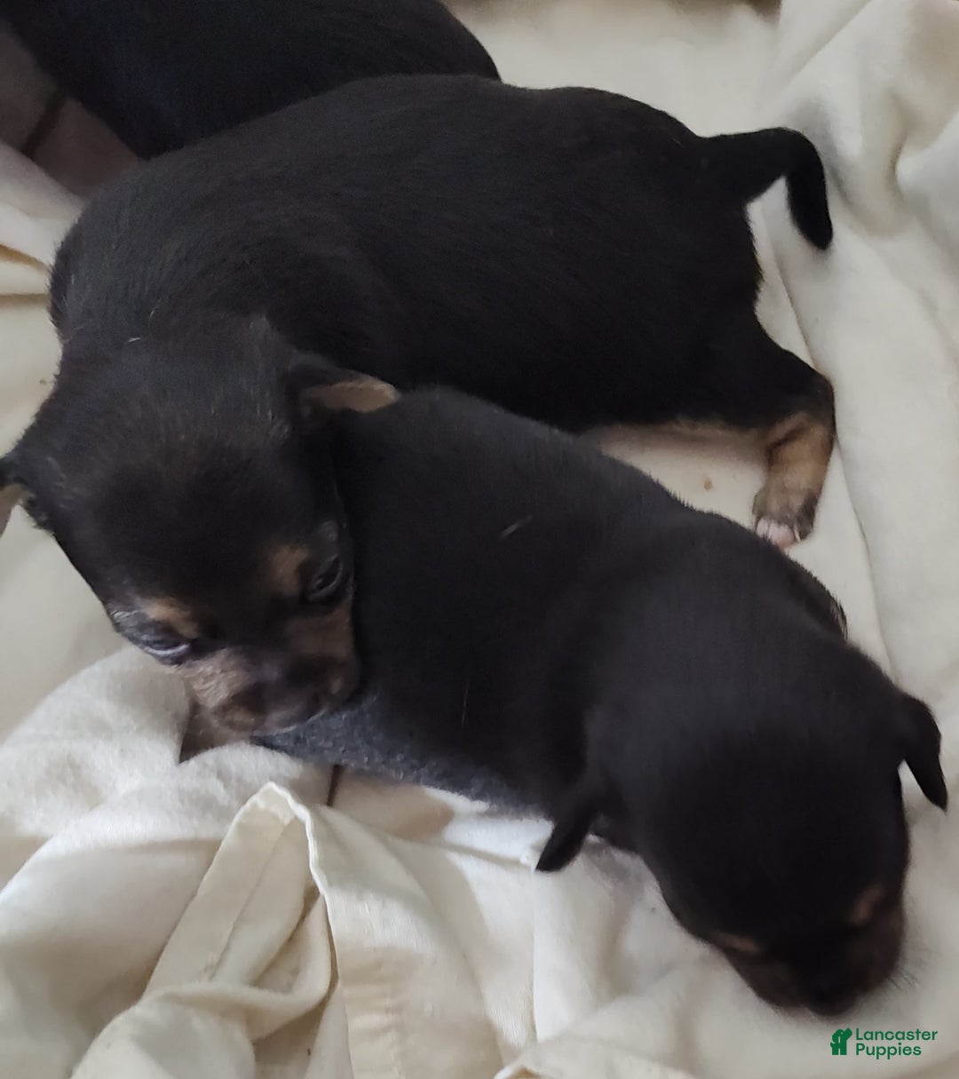 Pomeranian dogs for sale: Lilly Pad - Image 10