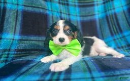 Cavalier King Charles Spaniel dogs for sale: Cobalt - Image 9