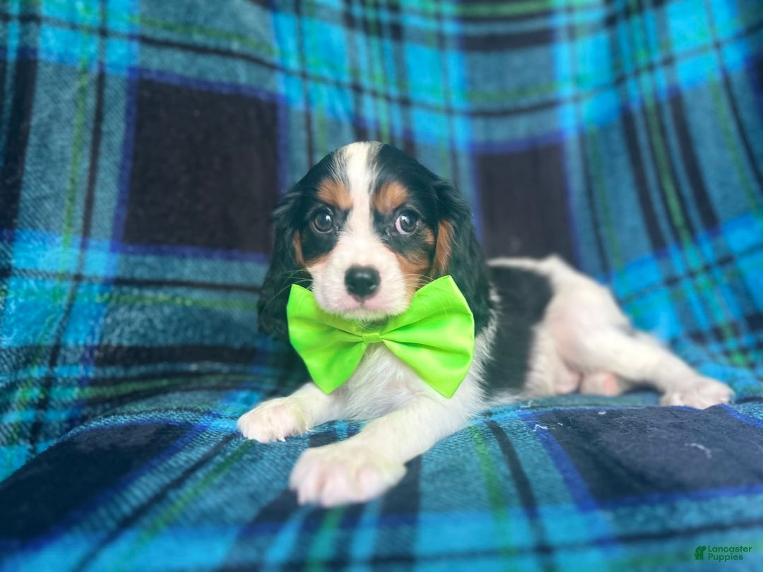 Cavalier King Charles Spaniel dogs for sale: Cobalt - Image 9