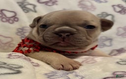 Shih Tzu dogs for sale: Teddy - Image 1