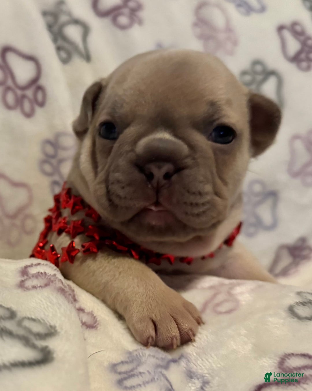 Shih Tzu dogs for sale: Teddy - Image 1