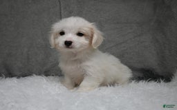 Maltipoo dogs for sale: Timothy - Image 7