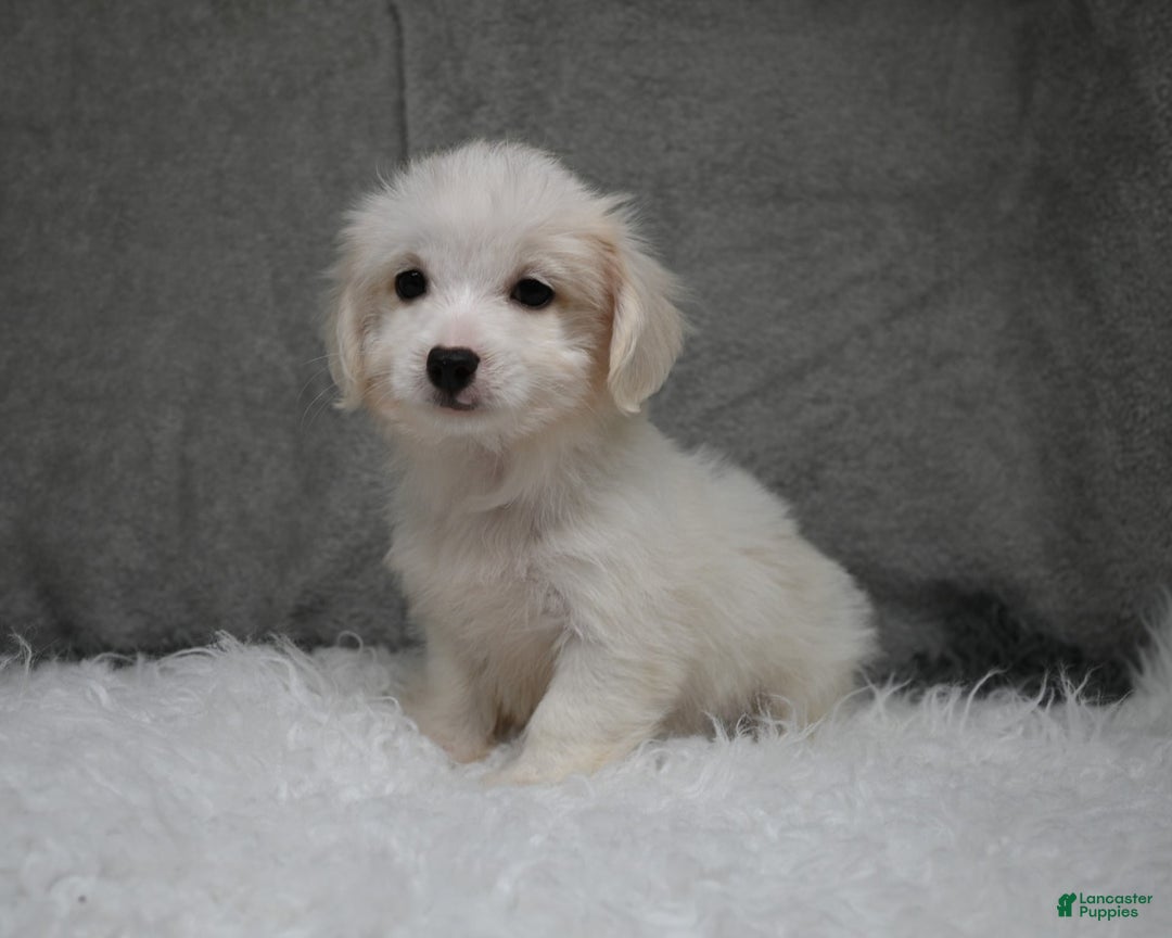 Maltipoo dogs for sale: Timothy - Image 7