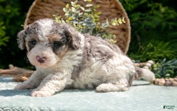 Mini Bernedoodle dogs for sale: Kylie - Image 4