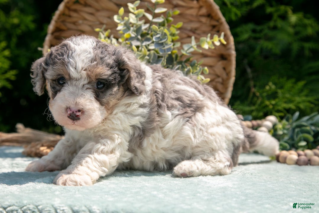 Mini Bernedoodle dogs for sale: Kylie - Image 4