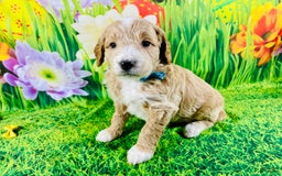 Mini Goldendoodle dogs for sale: Nacho - Image 1